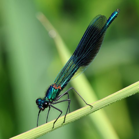 A male Banded Demoiselle (or Agrion) Damselfly, at rest on a grass stem. He is facing towards the left, and slightly towards us, as we look down and side-on at him. His head has two large, dark, compound eyes, his thorax and abdomen, held upwards and pointing towards the top right corner of the picture, are a metallic blue-green in colour. That colour extends to the network of thin veins on his long wings, held back along his abdomen, the cells of which are clear except for a large black band or patch near each tips. His long legs, each lined with spiky hairs, are black.