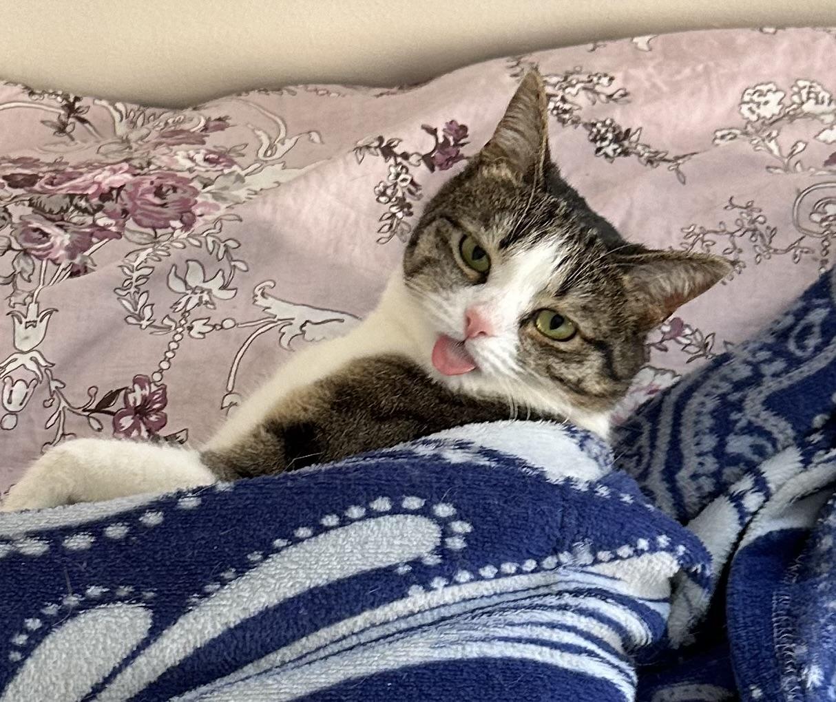 Grey-white cat sticking from under a bed cover, eyes half closed, tongue out