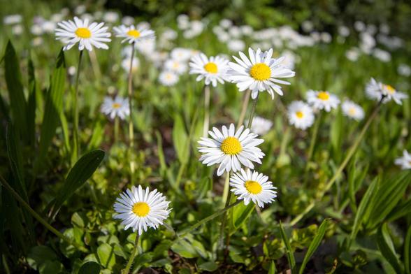 Gänseblümchen