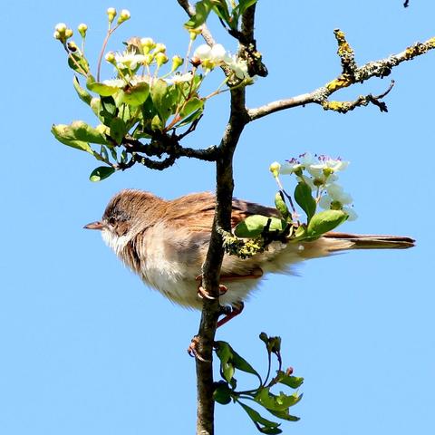 A branching twig with leaves and clusters of blossom, on which is perched a Whitethroat, facing to the left. The head, upperparts and wings are brown, the undersides whitish, and yes, the throat is white.
