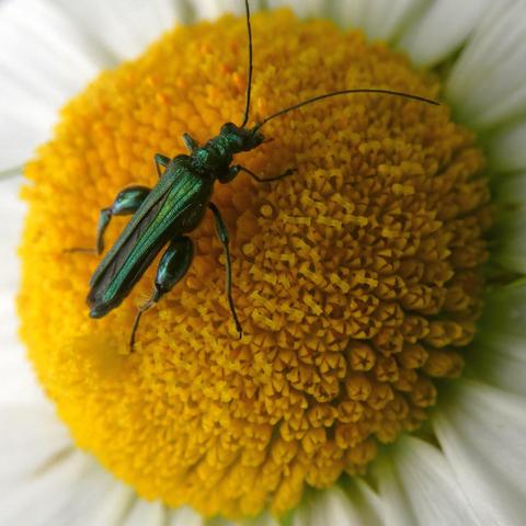 Nahaufnahme eines Grünen Scheinbockkäfers auf einer Margeritenblüte