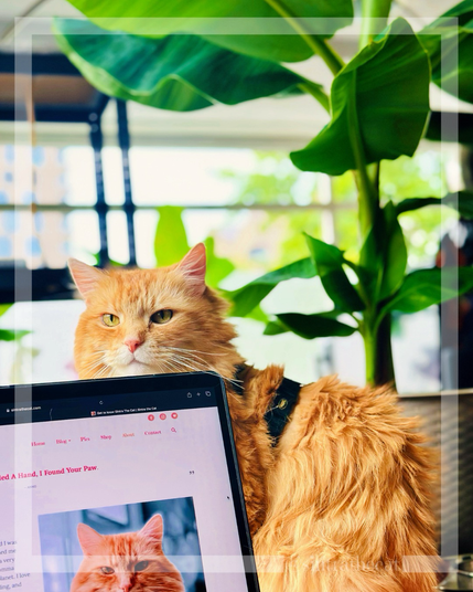 Sintra the Cat is a supervisor cat 🐱 