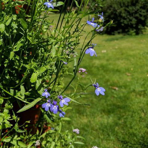 A closeup of some of the lobelia flowers and foliage mixed with some alyssum foliage.