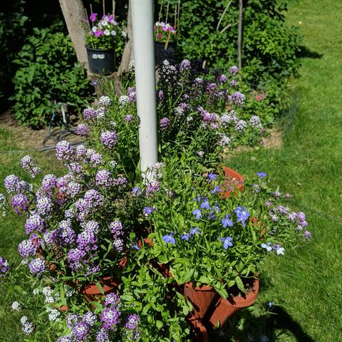 A photo showing the top of a stacked planter. Each level has a pot that has four lobes and is offset by 45 degrees to stack on top of each other. There is a pipe up the middle to support it and a hummingbird feeder sits at the top of the pipe. The alyssum is white to a purple-ish color and the lobelia is a somewhat light blue.