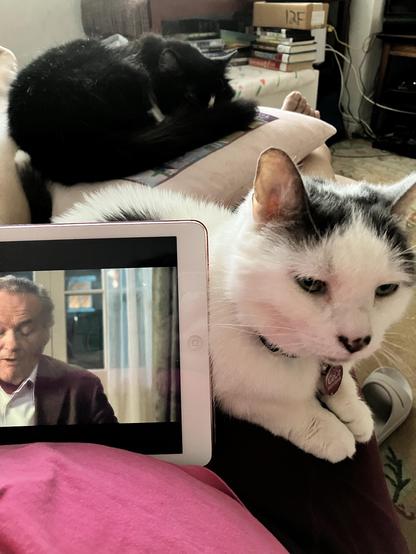 Two cats resting on a person watching a movie on a tablet, with a stack of books and a box in the background.