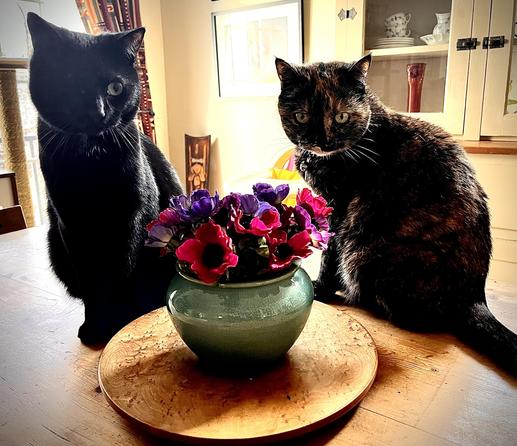 A small, one-eyed black cat and a tortie are staring at a bowl of artificial flowers, sitting on a pine table.