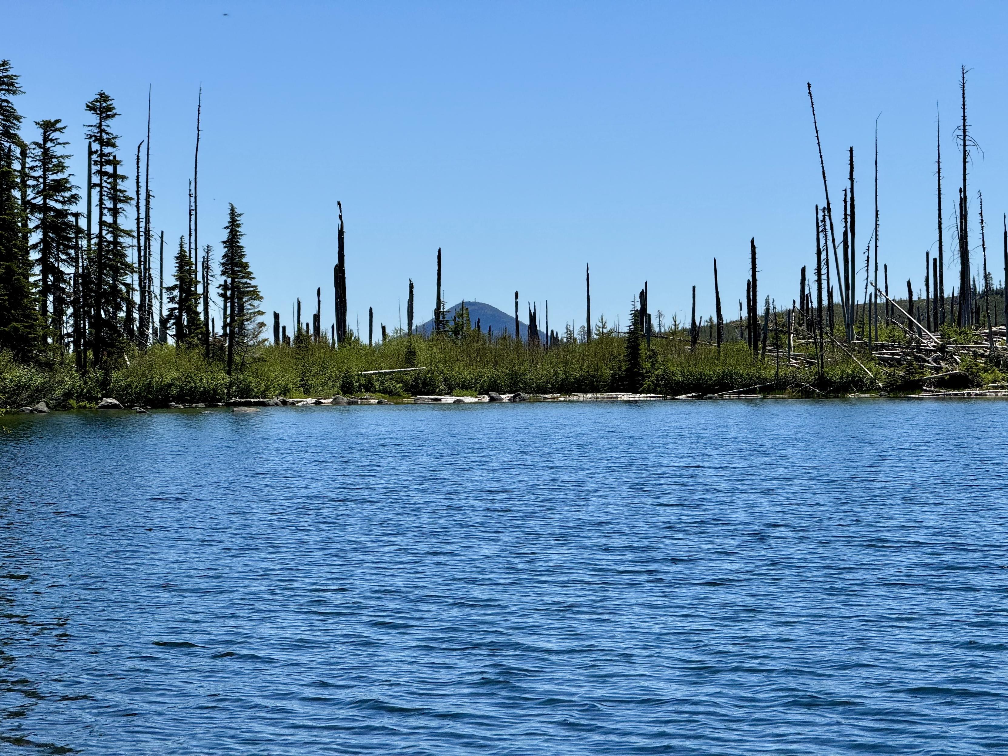 Wasco Lake. Blue choppy waters lead to a shoreline of mostly burnt trees with a few live trees on the left. The peak of a cone-shaped mountain pops up behind the shore in the distance. Light blue sky.