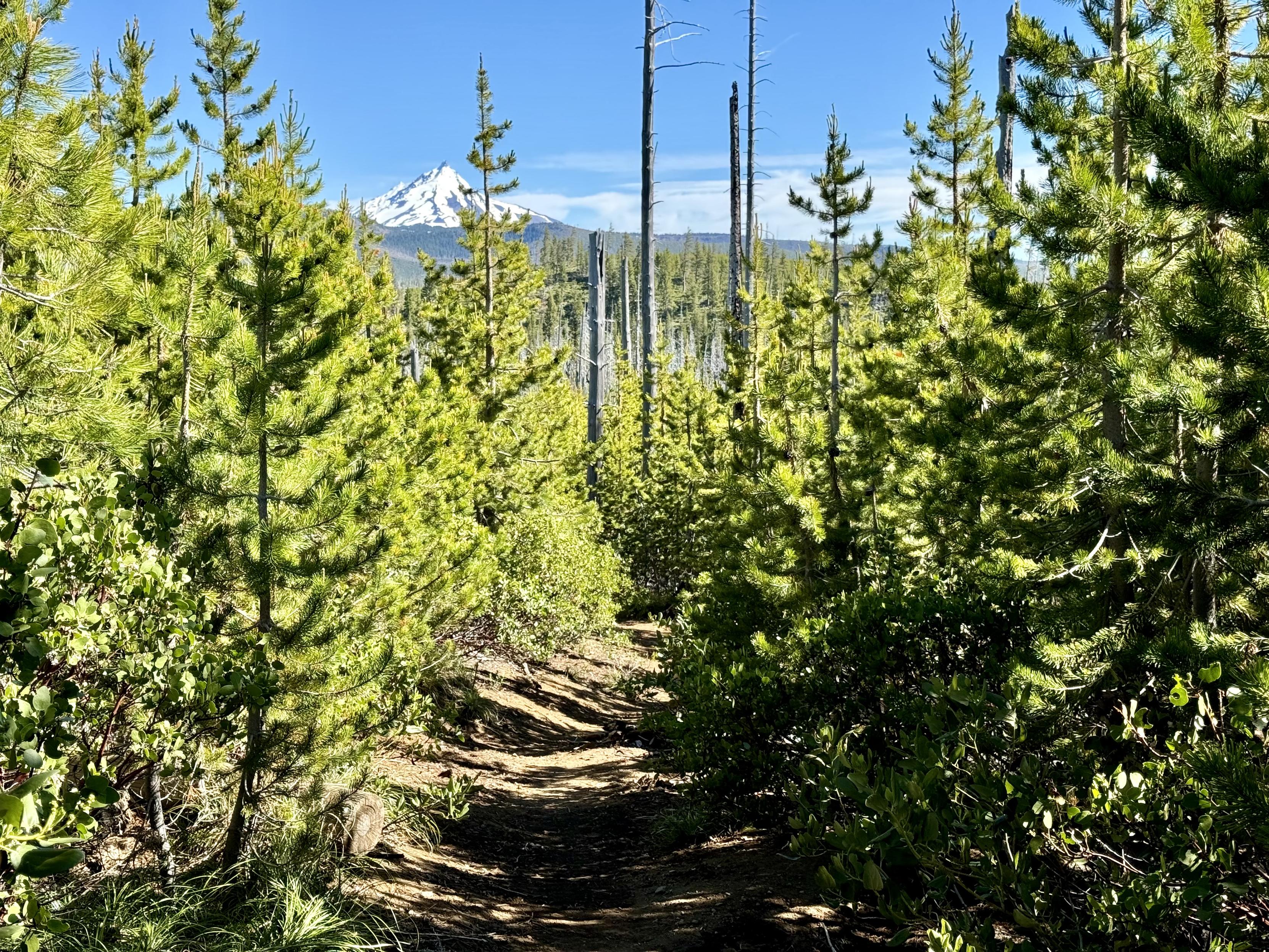 The Old Summit Trail passes through a forest of young trees and dead-standing burnt trees. A view of the snow covered peak of Mount Jefferson in the distance. Mostly blue sky with some gray clouds.