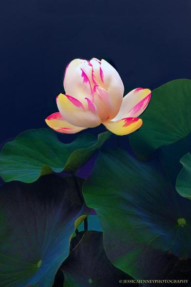 A vibrant pink-tipped lotus flower stands out against a dark, tranquil water surface surrounded by its rich green lily pads. Gentle light highlights the soft texture of the petals and the intricate patterns on the leaves, conveying a sense of tranquility and natural beauty.