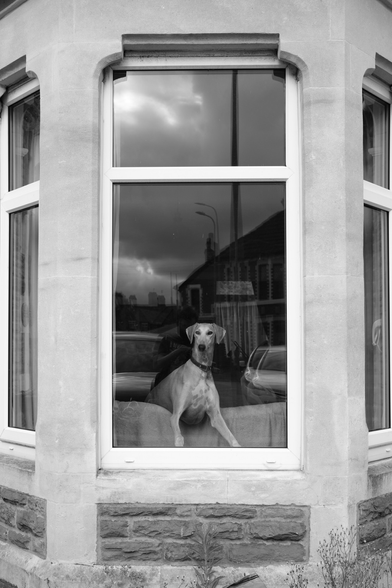 A dog looks out of a window