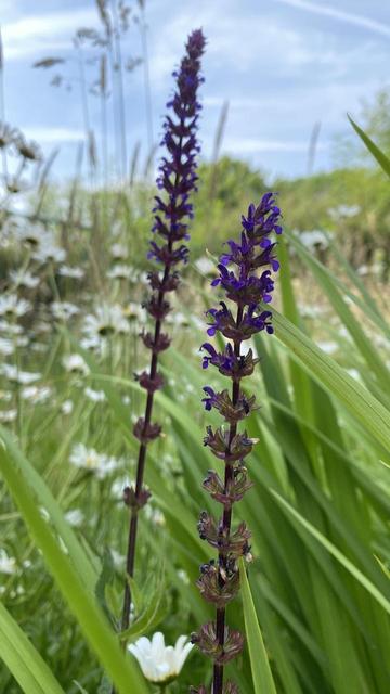  Long spear of purple salvia in my cottage garden