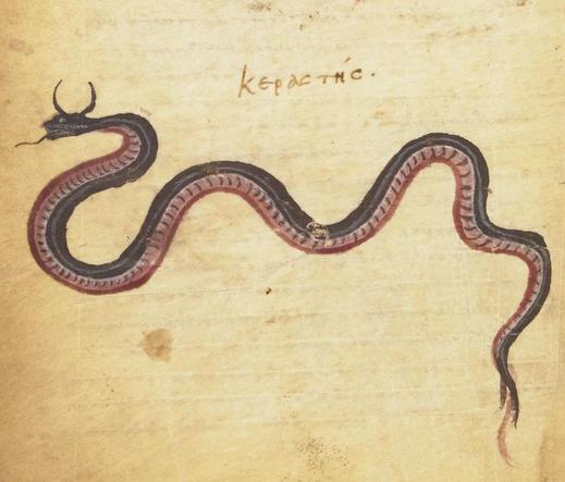 Horned viper. Nicander, Theriaca, Constantinople 10th/11th century. BnF, Supplément grec 247, fol. 10v.
#medieval #MedievalArt