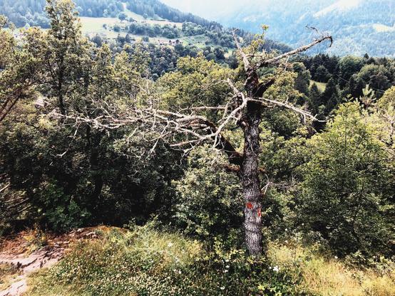 A dead tree near a trail