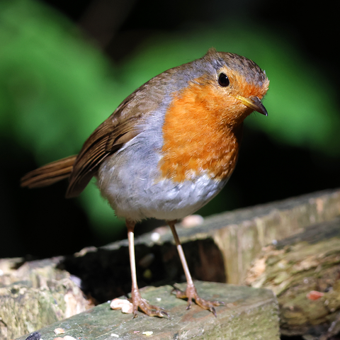 A Eurasian Robin standing on top of a wooden fence, leaning slightly to one side and looking intently at something - probably not my camera settings actually, but you never know. The front of the bird's head and the chest are an orangey red colour, fringed with grey above and to the sides; the belly is whitish; and the rest of the head, the back, the wings, and the tail are brown. The beak is black, with yellow towards the base, and the legs and feet and pink.