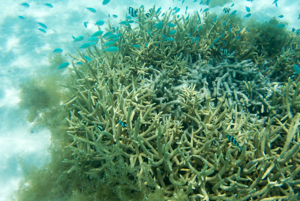 Picture: bleached corals

Australia's Great Barrier Reef suffered mass coral bleaching in 1998, 2002, 2016, 2017, 2020, 2022, and 2024.

Image credit: Maurizio Photo/Shutterstock.com