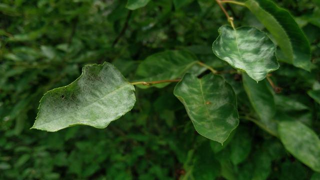 Multiple leaves with what appears to be white powdery mildew