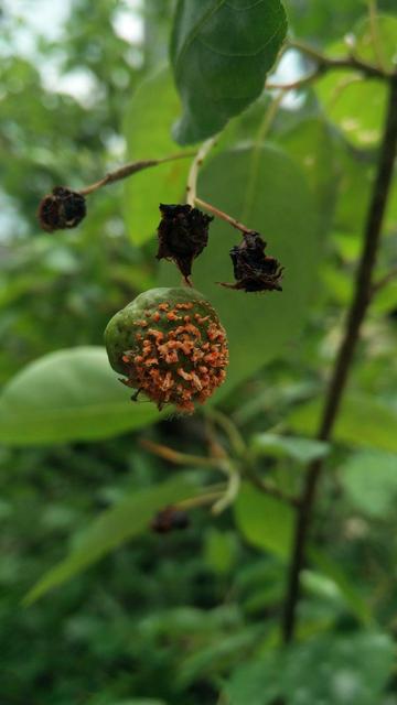 A big green mutant fruit with orange tentacles (normal appearance would be a smooth dark red small fruit)
