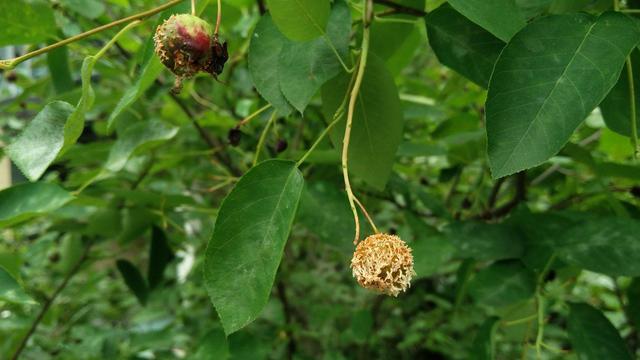 Two seemingly infected fruits. One is covered in fur-like yellow tentacles, the other is only partially covered by tentacles (normal appearance would be a smooth dark red small fruit)