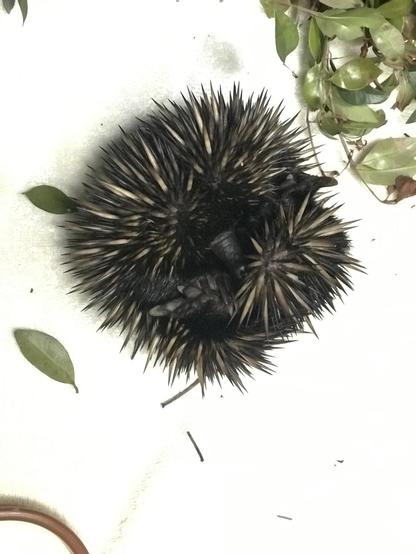 Image of an echidna curled up into a ball on a white towel. The echidna’s spines are prominently visible, appearing as a dense mass of black and light-colored quills covering its body. The animal's face is not visible as it is curled up defensively.

Around the echidna, there are a few green leaves scattered on the white towel. In the upper right corner of the image, there's a partial view of a plant with green eucalyptus leaves and small, woody gumnuts.

The composition creates a stark contrast between the dark, spiky echidna and the clean white background, emphasising the animal's unique texture and defensive posture.