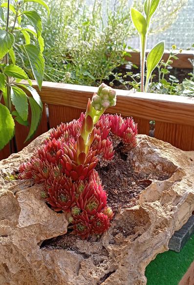 Stein mit ein paar Löchern und Vertiefungen, in welchen die Pflanze wächst und beginnt, eine Blüte zu bilden.