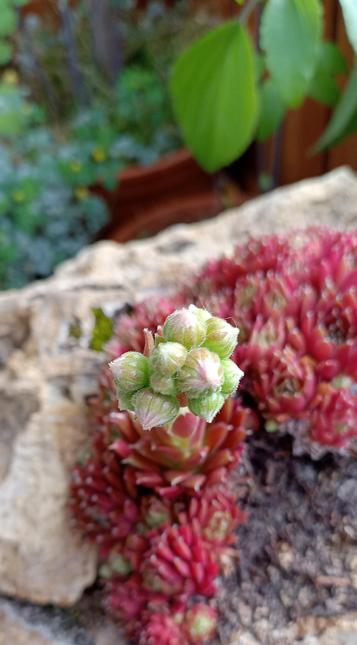 Nahaufnahme der sich entwickelnden, noch geschlossenen Blüten.