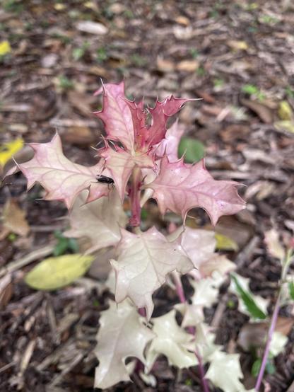 Spiny leaves of a small holly sprout. Completely lacking chlorophyll so the leaves are mostly white but suffused with pink anthocyanin pigments. It’s growing from the ground near the stump of a felled holly tree. There are some green and variegated pieces nearby and it’s likely that this is a sport from a chimaeric variegated variety that has lost the green component of its meristem