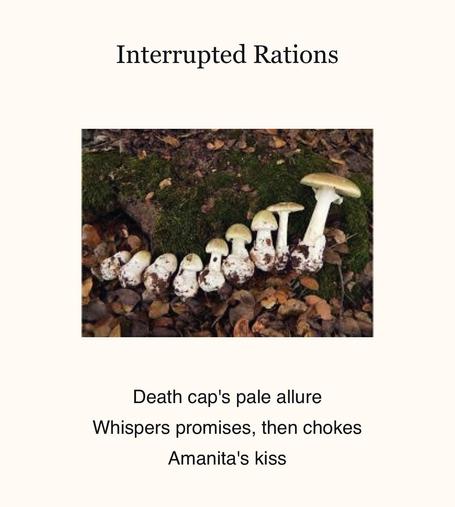 Multimedia picture, with title, photo and haiku poem underneath.

Title: Interrupted Rations

 The photo by Justin Pierce (via www.MushroomObserver.org ) shows a cluster of wild death cap mushrooms (Amanita phalloides) growing on a forest floor. There are several white mushrooms in various stages of growth, ranging from small button-like shapes to larger ones with opened caps. Among these white mushrooms are a few taller mushrooms with long stems and flat, pale-colored caps.

The mushrooms are emerging from a backdrop of green moss, brown fallen leaves, and dark soil. This creates a natural, woodland setting that captures the essence of a damp, shaded forest environment where fungi thrive.

The composition offers an up-close view of the mushrooms, allowing viewers to appreciate the details of their shapes and textures against the forest floor debris. The contrast between the white mushrooms and the darker surroundings makes them stand out prominently in the image.

The haiku:

Death cap's pale allure
Whispers promises, then chokes
Amanita's kiss