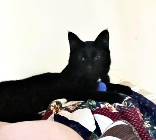 a black cat lays looking at us, from the top back of a couch, behind a human's bare shoulder
