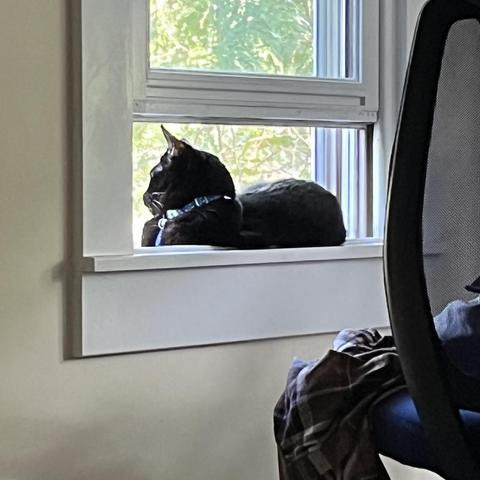 a b lack cat lays in an open, screened-in window, looking out