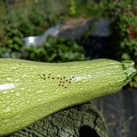 A closeup photo of a grey zucchini with 18 squash bug eggs on it. The eggs are bronze colored. The zucchini is light green with white speckles.