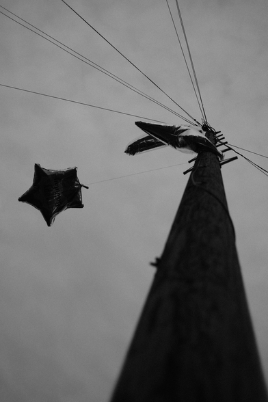 Balloons wrapped around a telegraph pole