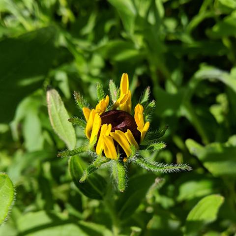 A rudbeckia hirta flower that the petals are just starting to unfurl and the brown center is visible. The little not-leaf things around the flower are fuzzy. The petals are yellow.