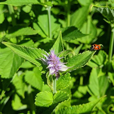 A small Agastache foeniculum Anise Hyssop flower with a asian ladybug on a leaf to the right. The flower has many pointy tip petals in a spike of sorts that isn't very big yet. It is a bright lavender color.