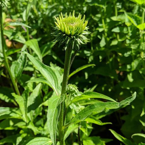 
An echinacea purpurea purple coneflower blossom that is still green and spiky but the stem is growing longer. The not-leaf parts around the flower are dark green, and the rim of the spiky part is light green and larger and the center is an in between green and small and spiky and dense.