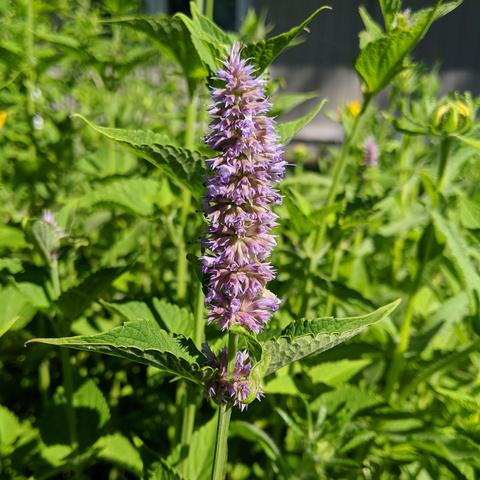 A larger, or taller, flower of the Agastache foeniculum Anise Hyssop. This is where I saw the bee but it is not in the image.
