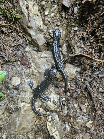 Alpensalamander