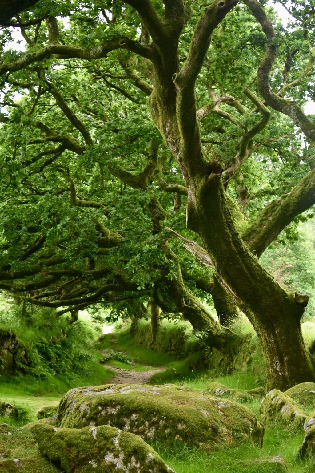 Oaks bend over a footpath.