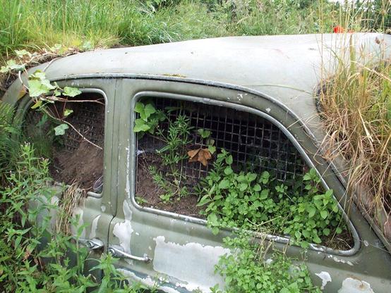 Vintage car deliberately filled with earth and wild flowers growing out of the windows and windscreen (glass removed). Creeping weeds,vines and red poppies seem to be pulling the green faded paint to grey undercoat car down. Close up of the side windows