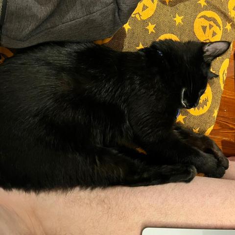 a wider view of a smiling black cat sleeping on his side, legs against a naked man's upper thigh, part of a laptop covering up part of the human's leg