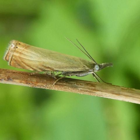NaturUGarten (NaturUGartenmastodon.social) Mastodon