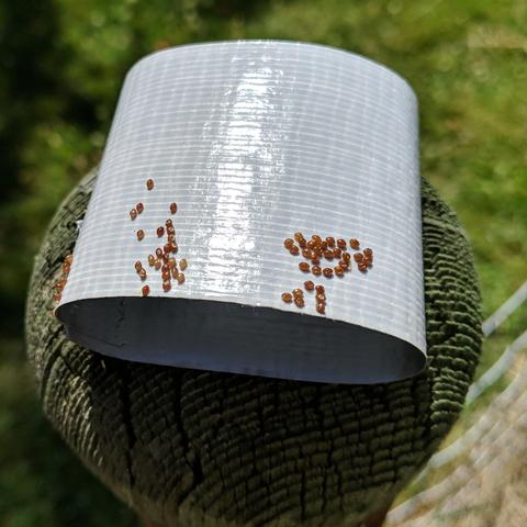 A photo showing a loop of duct tape that has squash bug eggs stuck to it. There are more than 50 bronze colored eggs. The tape is placed against the eggs which are on the underside of the leaves usually and it pulls the eggs off. 