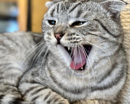 Cat with its mouth wide open. Background has been blurred using computational photography. 