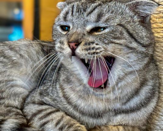 Cat with its mouth wide open. Background has been blurred using computational photography. 