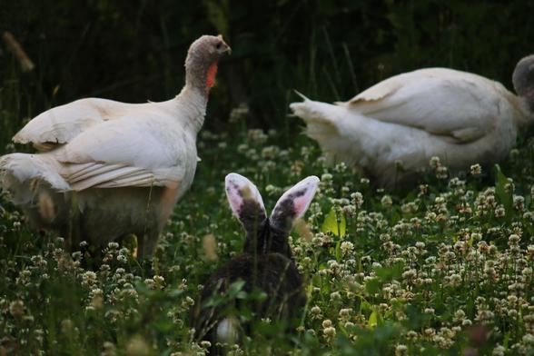 Kaninchen Nia und die Puten Amelie und Cleo im hohen Gras. Kaninchen Nia ist von hinten zu sehen.