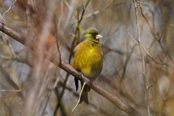 grey-capped greenfinch in a tree amid a thicket of branches