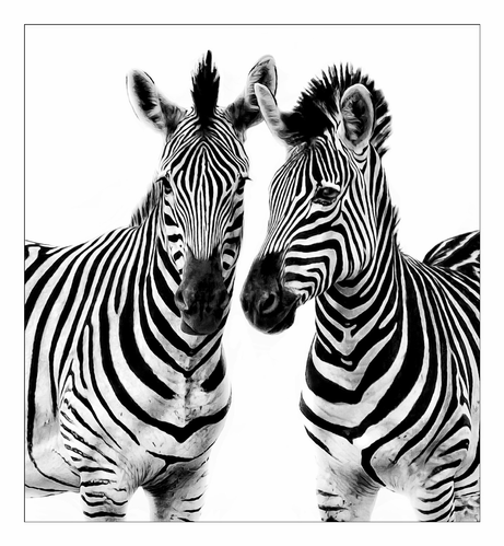 This is a black and white minimalistic, art edit portrait of two zebras standing close together. One is looking straight ahead and the other is slightly looking left. The zebras are against a solid white background which highlights the beauty of the zebras unique stripes. As photographed on the Okavango Delta, Botswana 