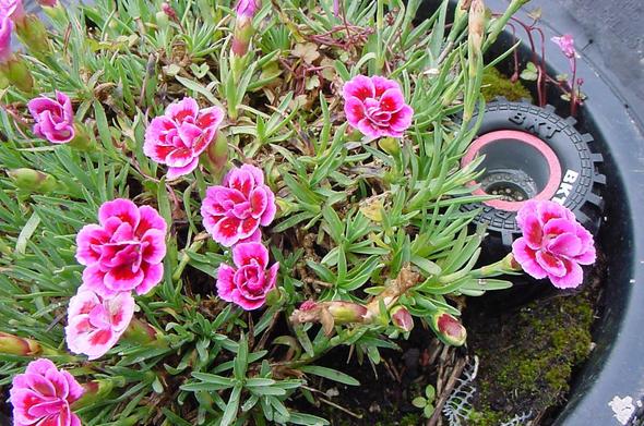 Close up of a flowering dianthus planted in an old buggy car tyre with a child's toy tyre in amongst it. Thin light green thyme type leaves with pinky violet and crimson red small flowers dotted amongst them.