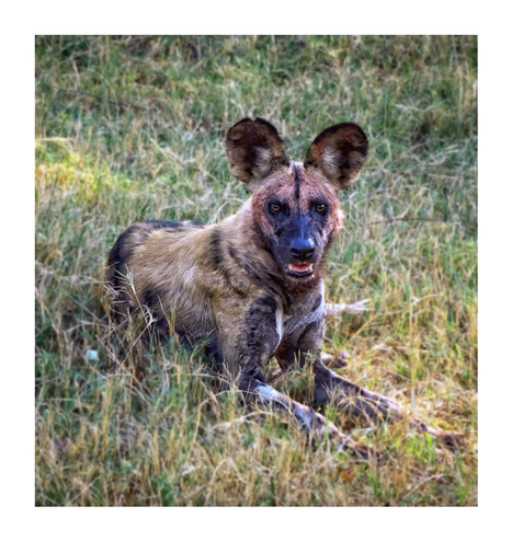 This is a portrait of a beautiful wild dog casually lying in the bush of the Okavango Delta. The wild dog is an endangered species and this photo highlights the beauty of this most amazing animal.