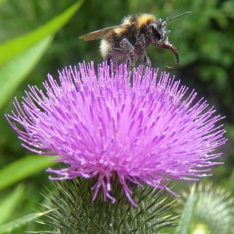 Ein Hummel mit ausgerolltem Rüssel auf eine lila Distelblüte