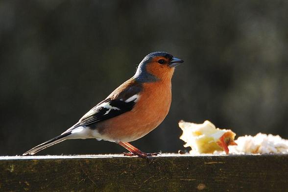 Macho de pinzón vulgar (Fringilla coelebs). Foto: Benjgibbs en Wikipedia ( https://commons.wikimedia.org/wiki/File:Bullfinch_(4526101084).jpg )